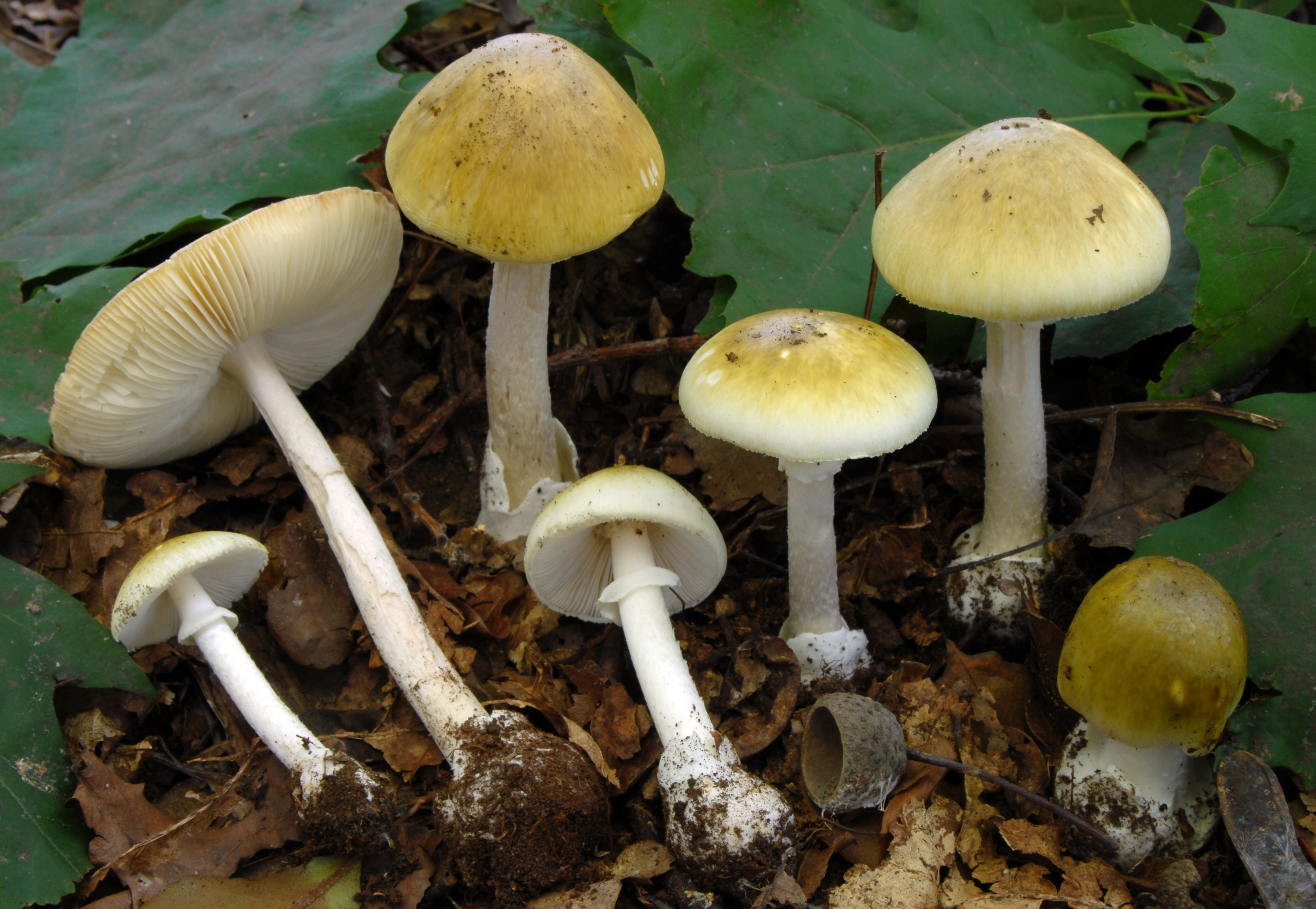 Foto Amanita phalloides
